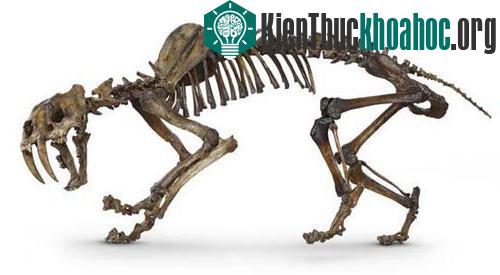 10 loài động vật có vú kỳ lạ ảnh 0