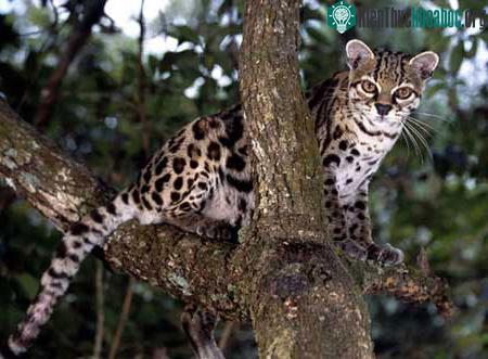 Mèo rừng biết giả giọng khỉ ảnh 0