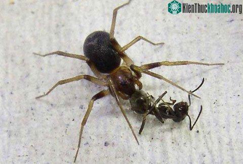 Nhện kén chọn bữa ăn để sinh tồn ảnh 0