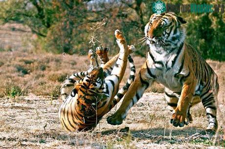 Năm Dần tìm hiểu về Hổ ảnh 0