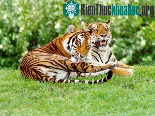 Chuyện yêu đương của vị chúa rừng xanh ảnh 0