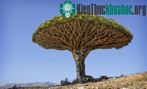 Khả năng sinh tồn độc đáo trong giới tự nhiên ảnh 0
