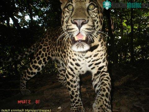 Phát hiện 7 loài mèo lạ trong rừng nhiệt đới ảnh 0