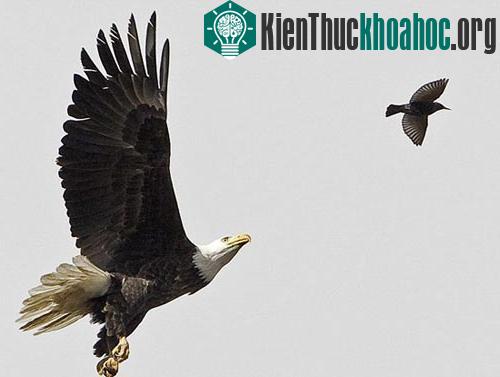 Cú đột kích trên không của đại bàng đầu trọc ảnh 0