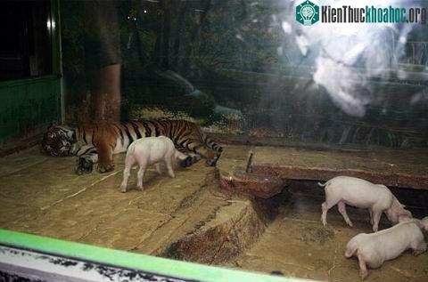 Tình bạn kỳ diệu giữa hổ và lợn ảnh 0