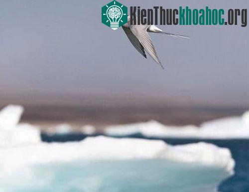 Nhạn biển bắc cực - quán quân đường bay di trú ảnh 0