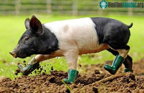 Khi động vật cũng bị dị ứng