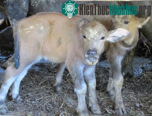 Xôn xao trâu mẹ sinh 2 con nghé