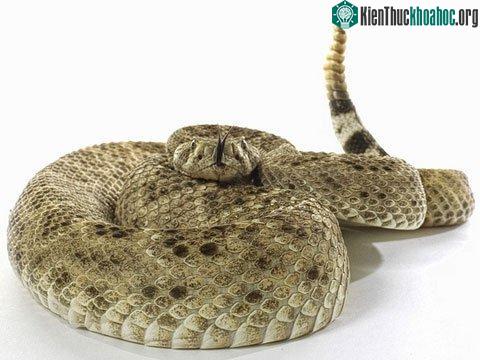 Món ăn “khoái khẩu” chính là những đứa con của mình