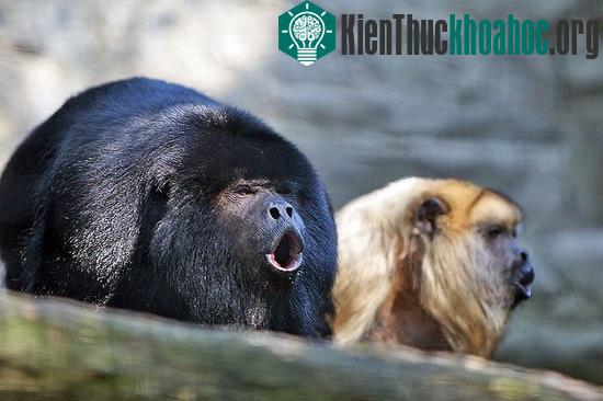 Những động vật ồn ào nhất hành tinh