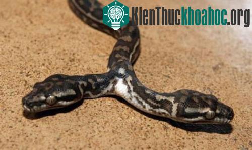 Rợn mình hình ảnh kinh dị của rắn hai đầu- ảnh 2