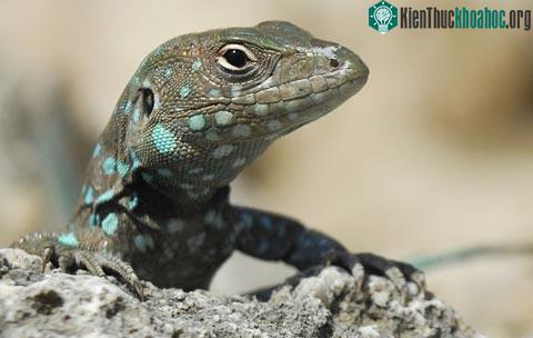 Thằn lằn Whiptail
