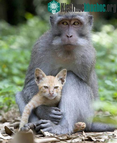 Mèo và Khỉ