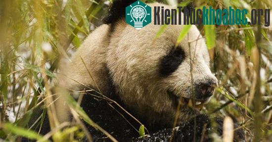 Những động vật đang “đối mặt” với nguy cơ tuyệt chủng ảnh 1