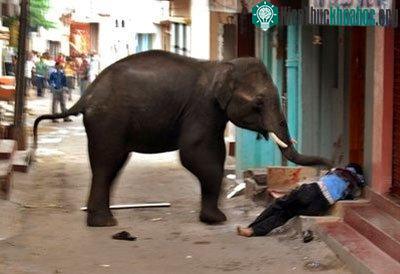 Voi Ấn Độ tấn công người ngay trên phố