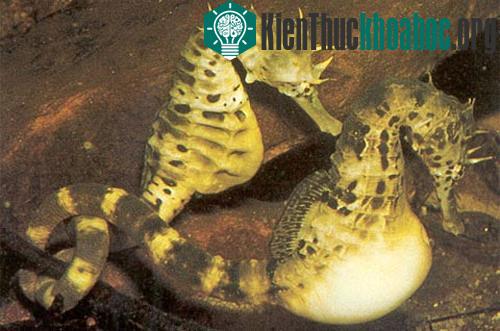 Cá ngựa đực mang thai hộ vợ