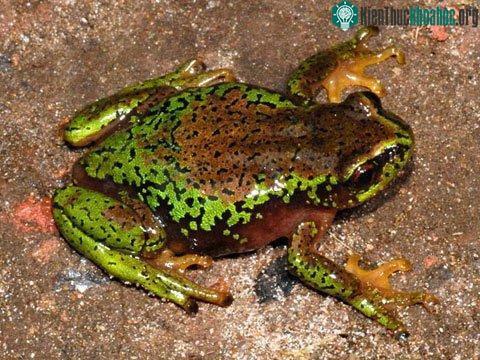 Ếch Chrysobatrachus cupreonitens