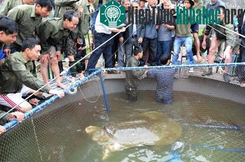 Đưa rùa hồ Gươm lên bờ để chữa trị vết thương