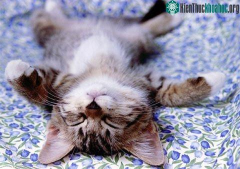 Mèo con ngủ nhiều để giải phóng hoóc mông tăng trưởng