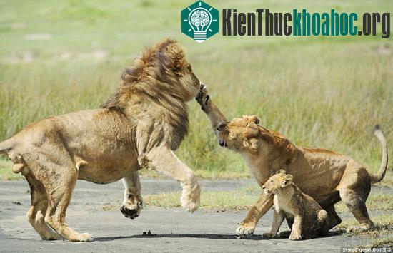 Sư tử con liều mình cãi lại bố bênh mẹ