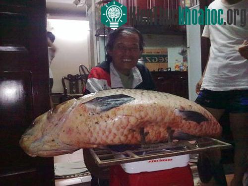 Bắt cá trắm đen nặng kỷ lục tại Hà Nội ảnh 1