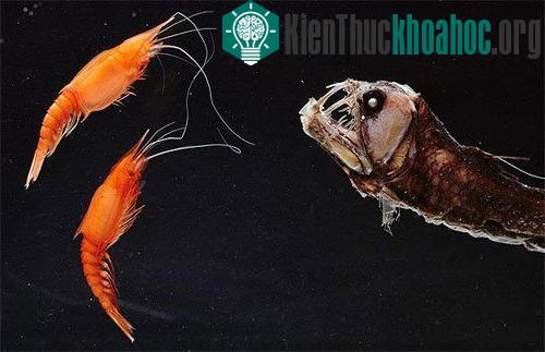 Những loài vật đáng sợ nhất thế giới (P1) ảnh 1