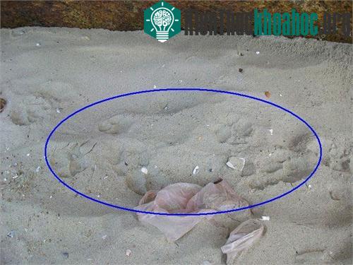 Kinh hoàng mãnh thú xuất hiện ở Quảng Ngãi ảnh 1