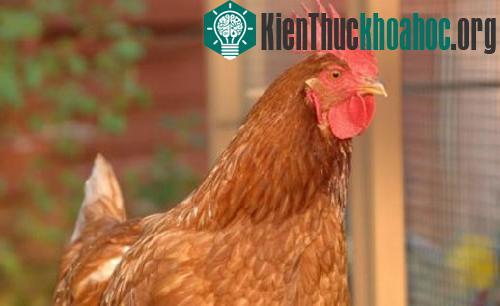Gà mái đột nhiên chuyển giới ảnh 1