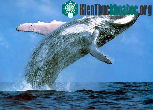 Chim cánh cụt Nam Cực giảm nghiêm trọng ảnh 1
