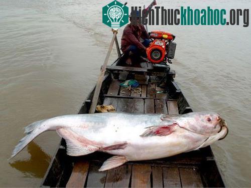 Những loài cá khổng lồ của sông Mekong ảnh 1
