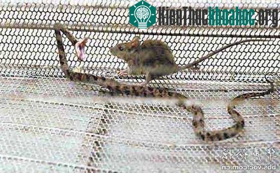 Chuột đánh rắn tới chết trong nửa giờ ảnh 1