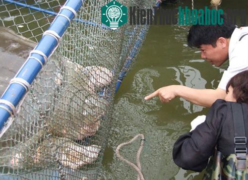 Cận cảnh chăm sóc Rùa trong bể nhân tạo ảnh 1