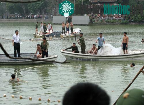 Điều trị cho cụ Rùa "trong hai tuần" ảnh 1