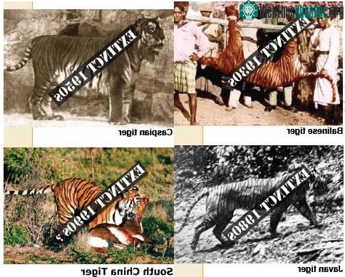 Đếm ngược tới ngày tuyệt chủng.