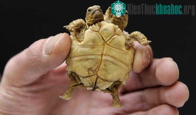 Chúng rất khỏe mạnh như những con rùa bình thường khác.