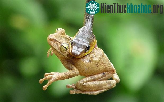 Khoảnh khắc ếch cây bị rắn nuốt chửng ảnh 1