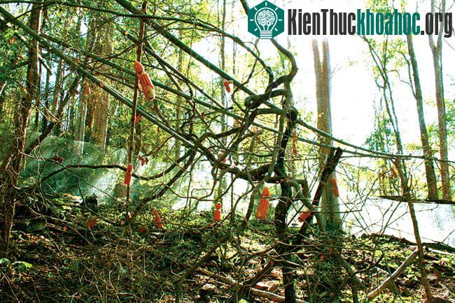 Thảm hoạ gia đình khỉ ảnh 1