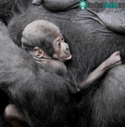 Bé khỉ đột trong vòng tay người mẹ ảnh 1