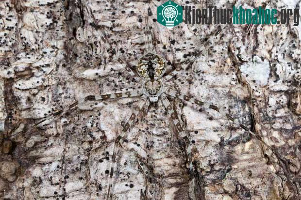 Những màn ngụy trang tài tình trong thiên nhiên ảnh 1