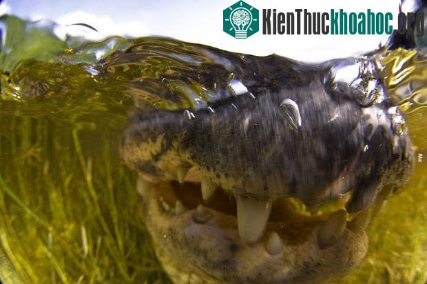 Cận cảnh cá sấu khổng lồ ảnh 1