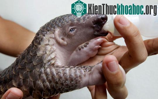 Tê tê: sắp tuyệt chủng vì nạn buôn lậu động vật hoang dã ảnh 1
