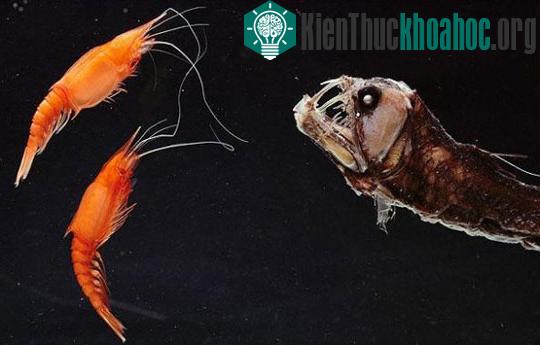 Những động vật quái dị nhất thế giới ảnh 1
