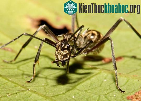 "Nghệ thuật ẩm thực" của giới động vật ảnh 1