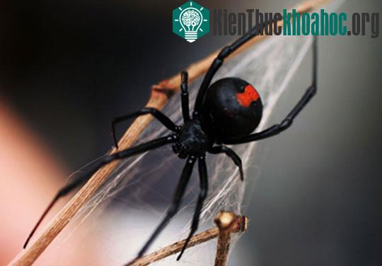 Nhện độc xâm lược New Zealand ảnh 1