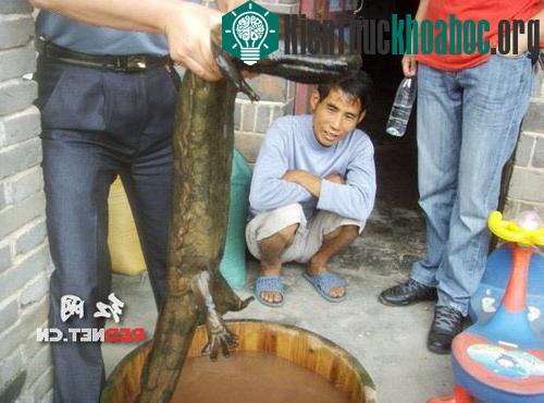 Phát hiện kỳ nhông khổng lồ ở Trung Quốc ảnh 1