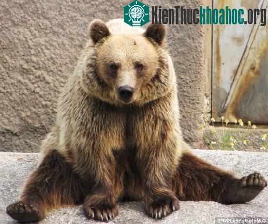 Gấu rèn luyện sức khỏe bằng…yoga ảnh 1