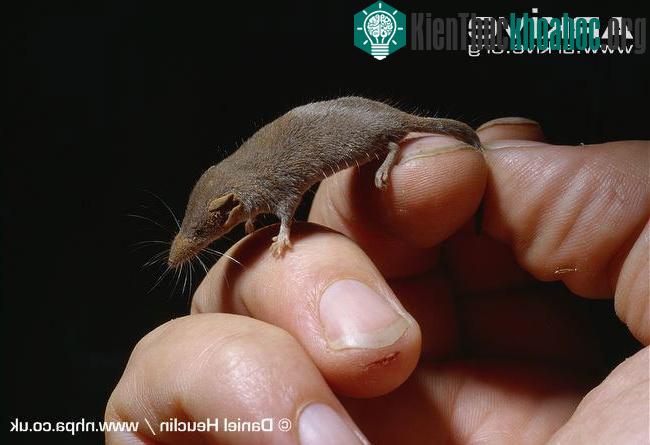 Chuột chù Suncus etruscus