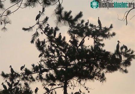Cò Nhạn đậu kín những ngọn thông cao