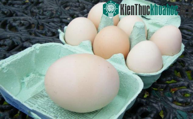 Quả trứng khổng lồ có trọng lượng 177 gram, lớn hơn 3 lần quả trứng bình thường