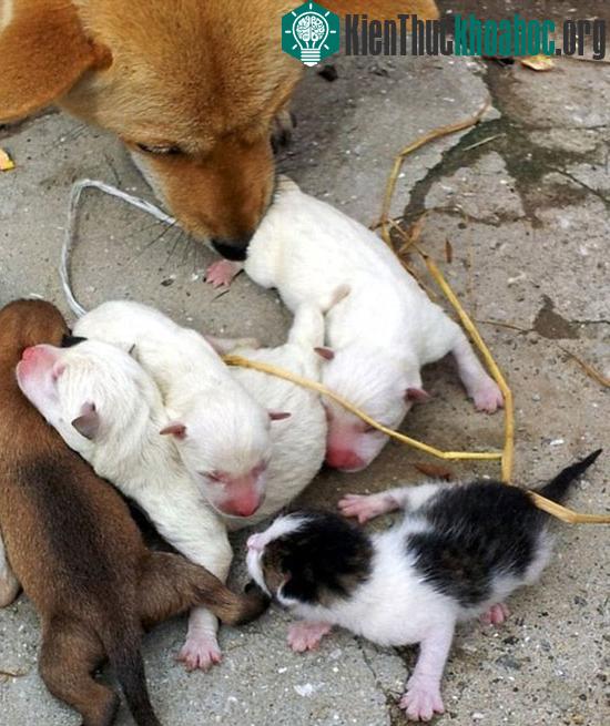 Hình ảnh chú mèo con cùng đàn chó mới sinh tại nhà ông Jeong Pyong-bong